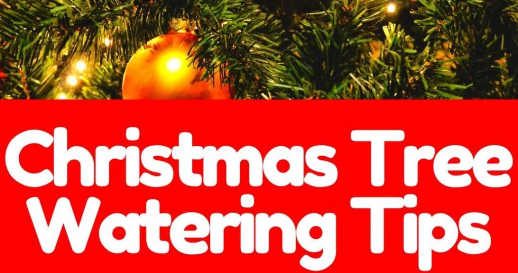 ProEcoLife Christmas Tree Watering Tips