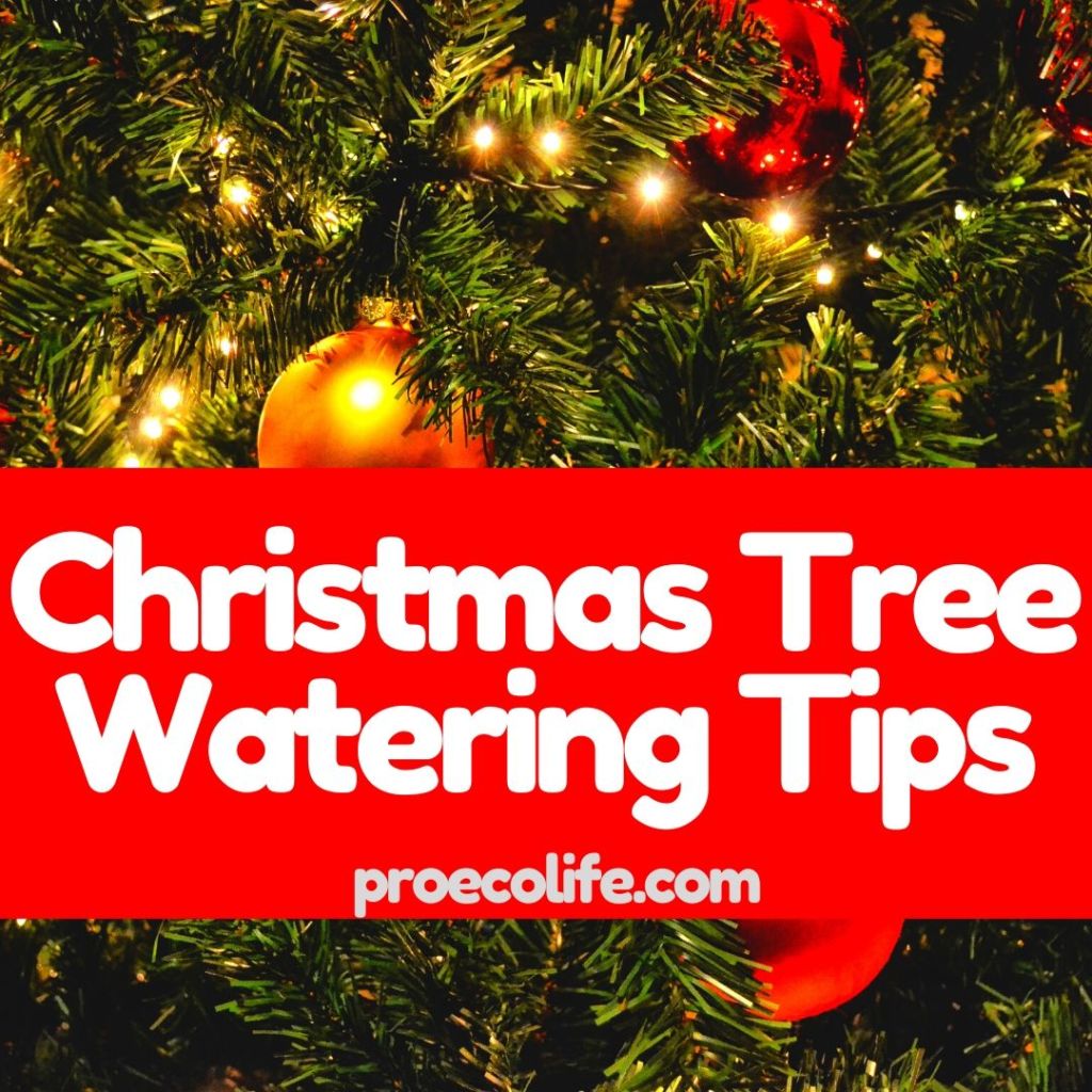 ProEcoLife Christmas Tree Watering Tips